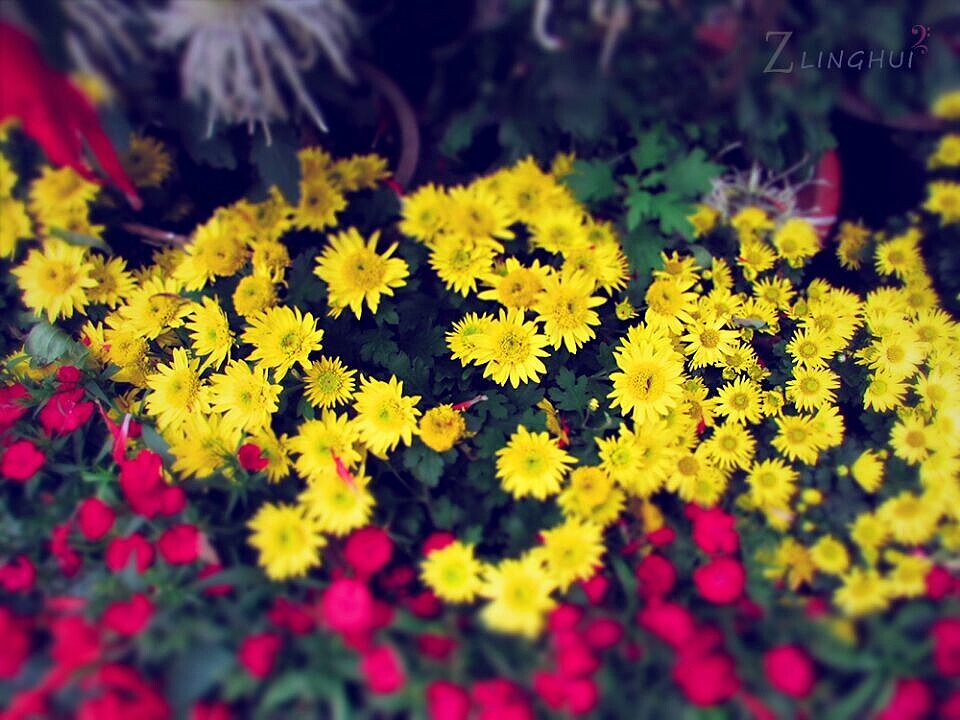 偶遇岳麓山菊花展
