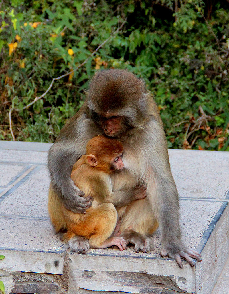 嵩山少林寺的猴子猴孙