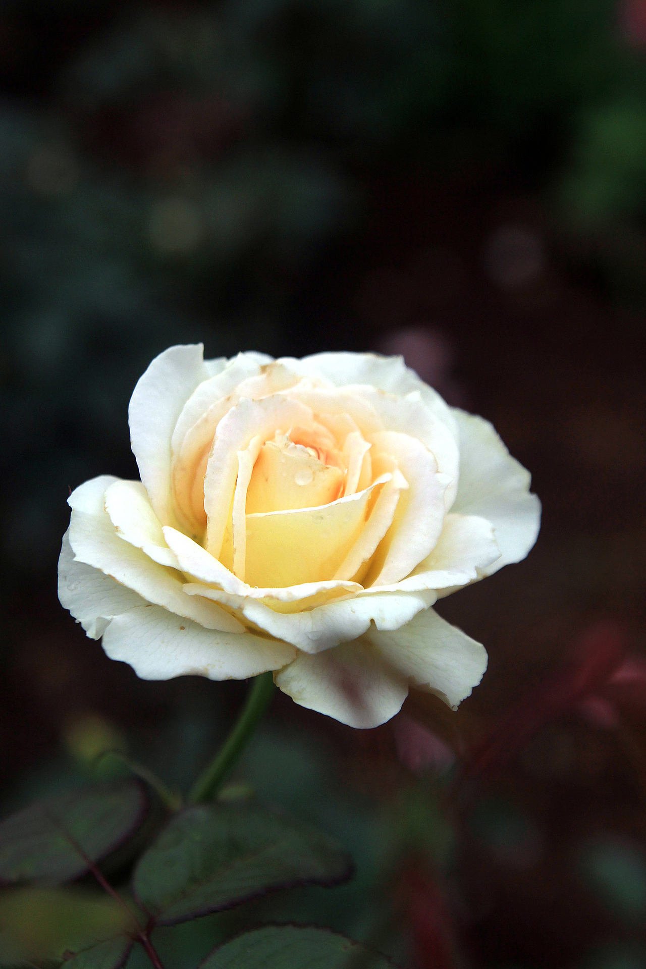 五一节拍的一些照片