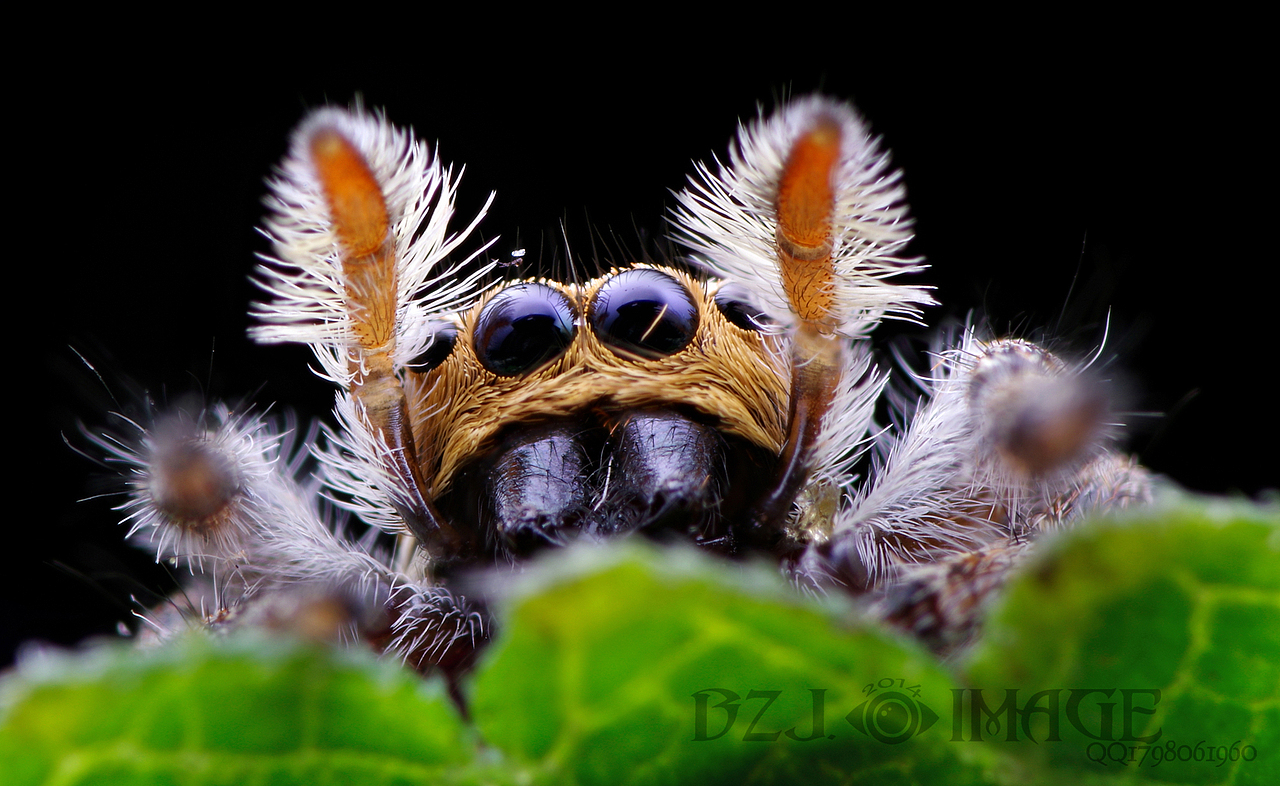 生态微距,各种常见昆虫望大家喜欢,,,