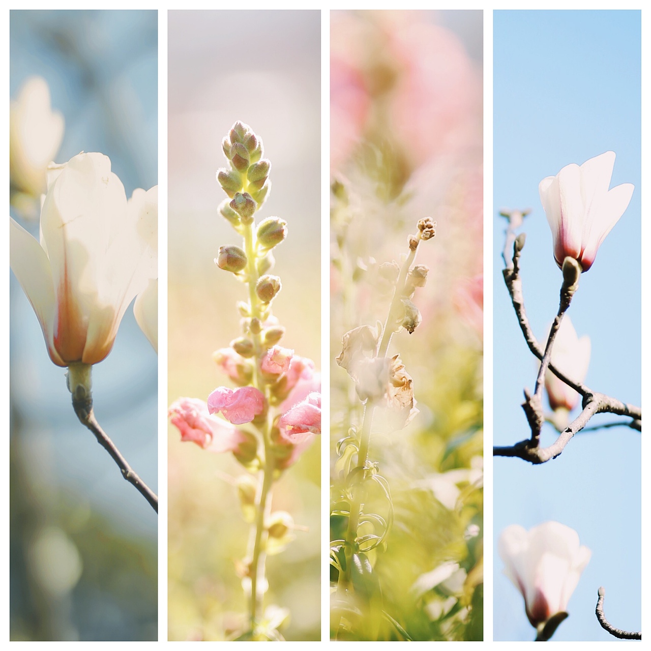 早春的痕跡??（圖ZMjQzOTg0NDQ0） - 風(fēng)光攝影 - 站酷設(shè)計(jì)師Z自由女神原創(chuàng)素材 - 站酷ZCOOL