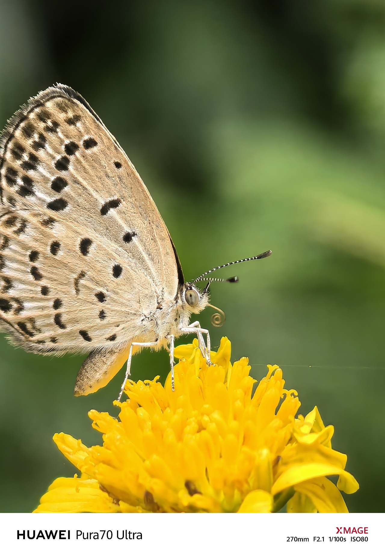 微距镜头下的自然魔法,蝴蝶与花朵的梦幻相遇