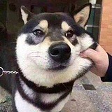 北纬42的头像