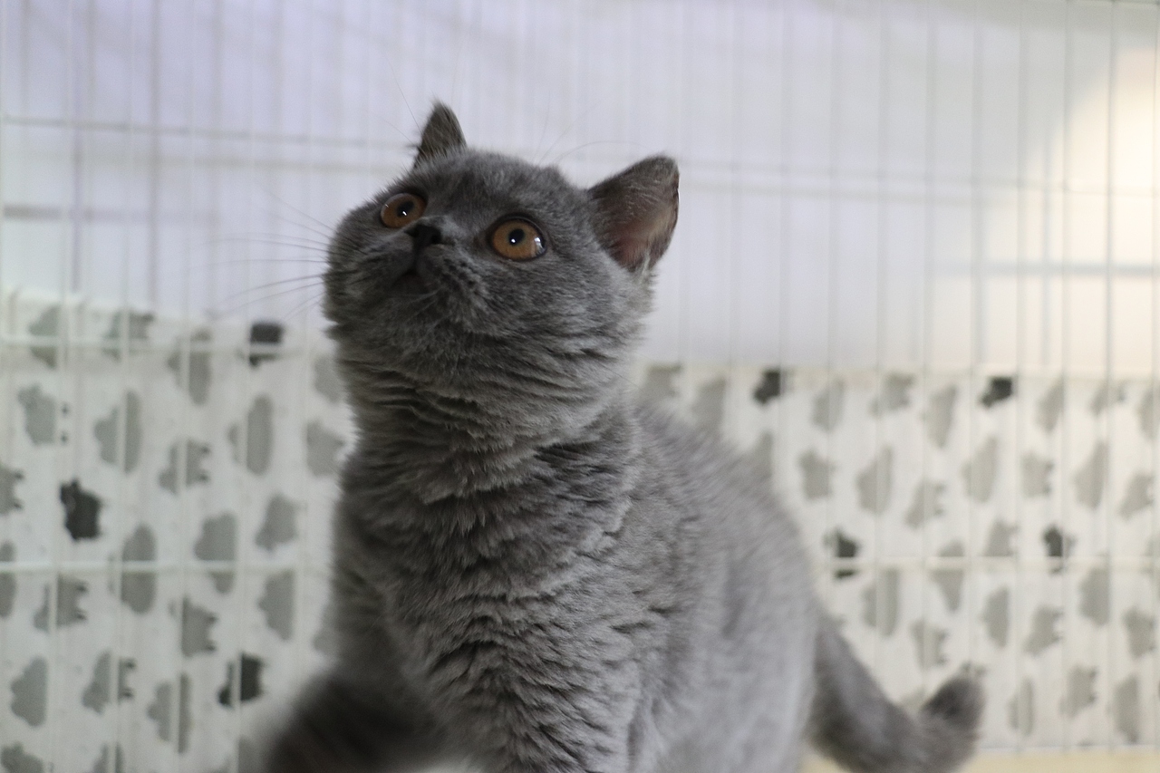 英短纯蓝蓝猫