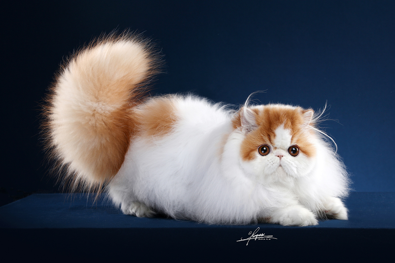 异国短毛猫amyworks,拍摄于南京