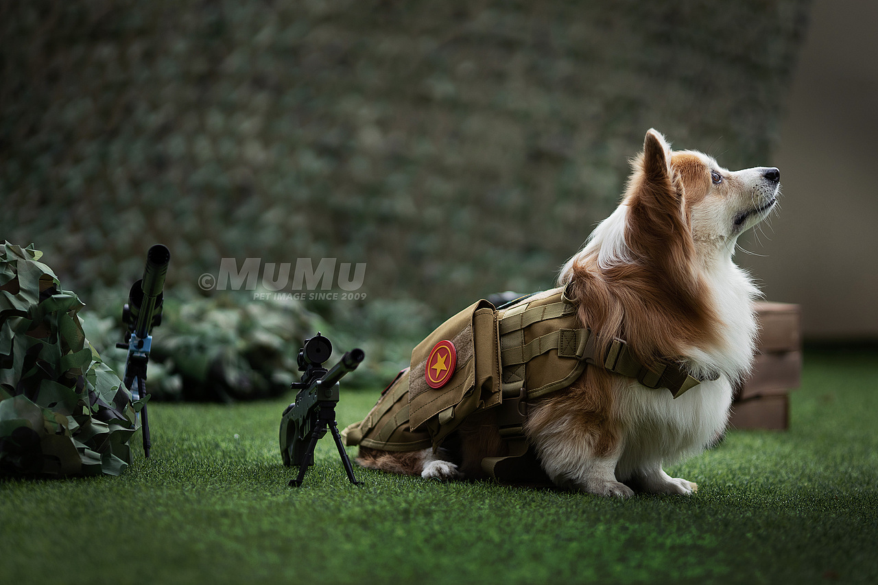 穆牧摄影-宠物摄影(2020总结1)