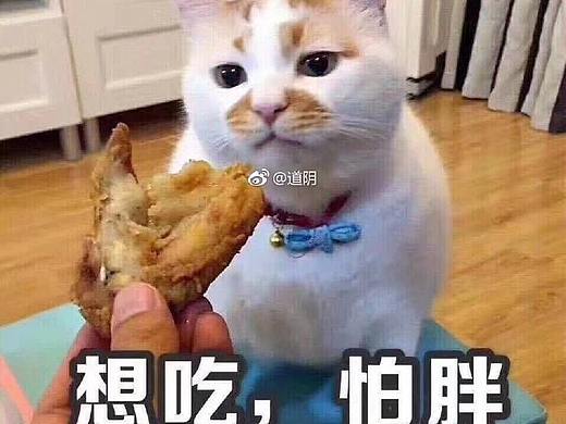服装logo设计（个人主页-ZMzQ0MzI3NTI=） - 品牌 - 站酷设计师ALITA翼原创素材 - 站酷ZCOOL