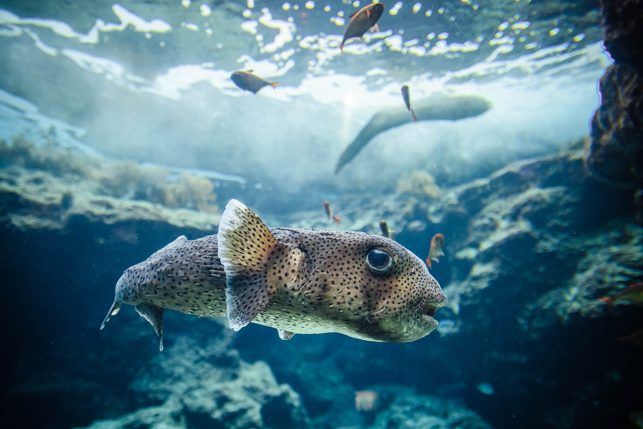 Go Go Okinawa——国际通冲绳北部町（图ZMTAxNDU3MzI0） - 风光摄影 - 站酷设计师五行缺肉海鲜天敌原创素材 - 站酷ZCOOL