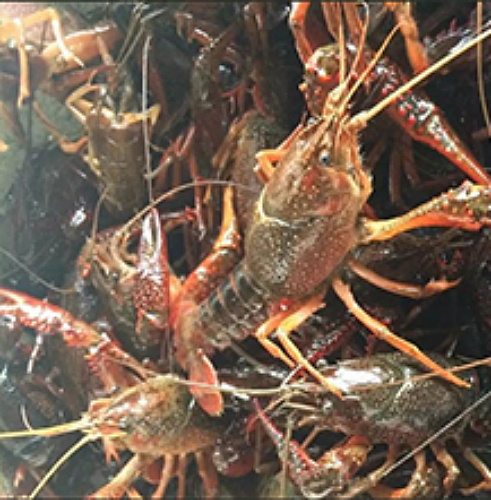 潜江小龙虾 小龙虾之乡（图ZMTUxNzc1MTQw） - 企业官网 - 站酷设计师龙虾一姐原创素材 - 站酷ZCOOL