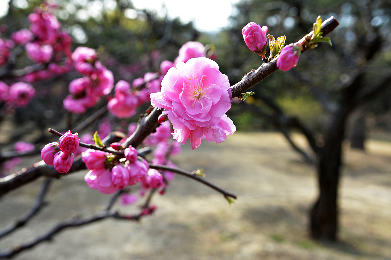 《清明节·我和植物园二》