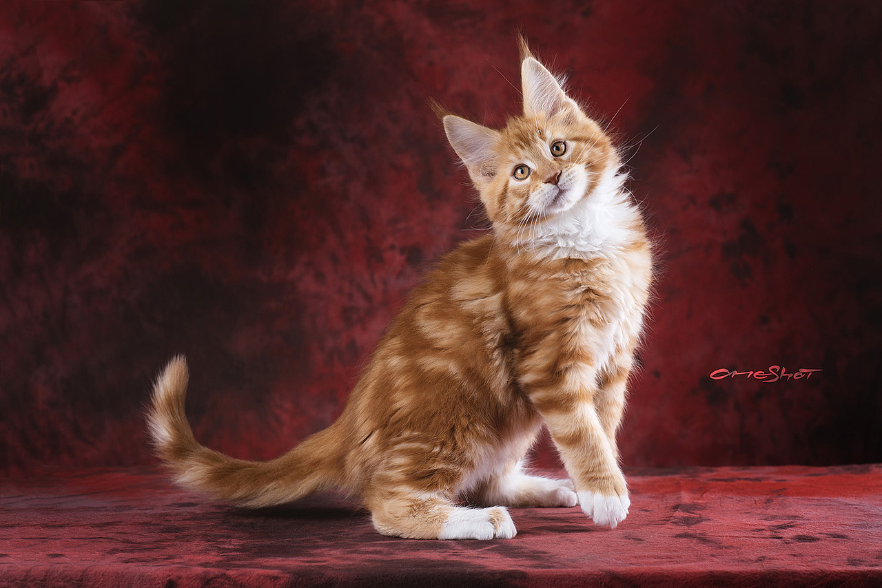 OneShot to Take a Shot（图ZMTE1ODQyNjIw） - 宠物摄影 - 站酷设计师克查原创素材 - 站酷ZCOOL