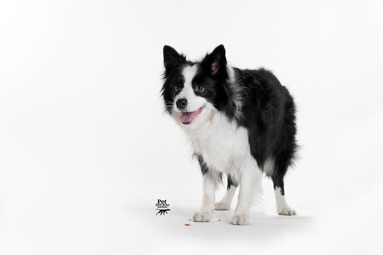 边牧专业户（图ZNzY0NzA1OTY=） - 宠物摄影 - 站酷设计师spyzoo原创素材 - 站酷ZCOOL