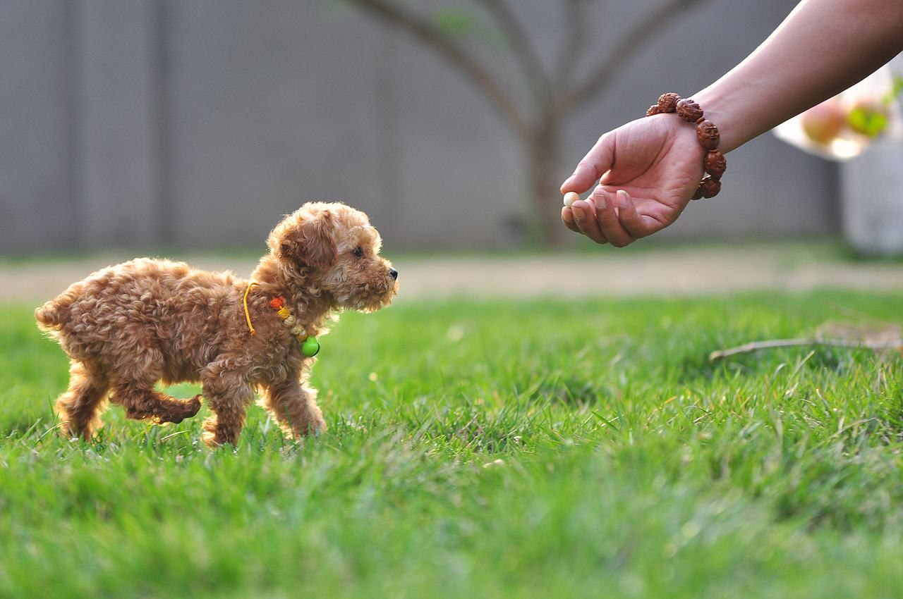 设计师的宠物摄影（图ZODA4NjEwMDQ=） - 宠物摄影 - 站酷设计师徐志友原创素材 - 站酷ZCOOL