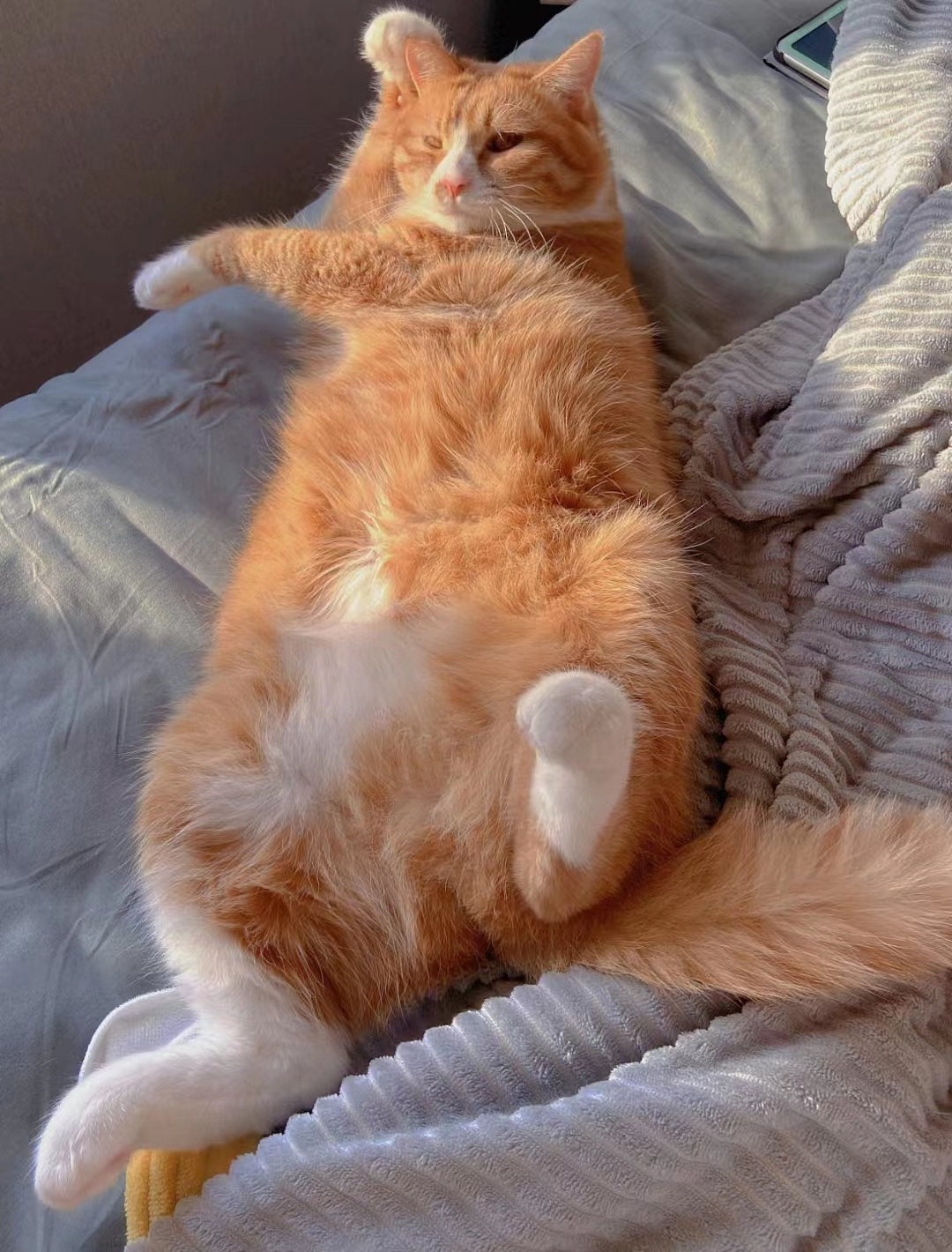 她的陪伴（图ZMzExNzQ3NDgw） - 宠物摄影 - 站酷设计师小眼艺术原创素材 - 站酷ZCOOL