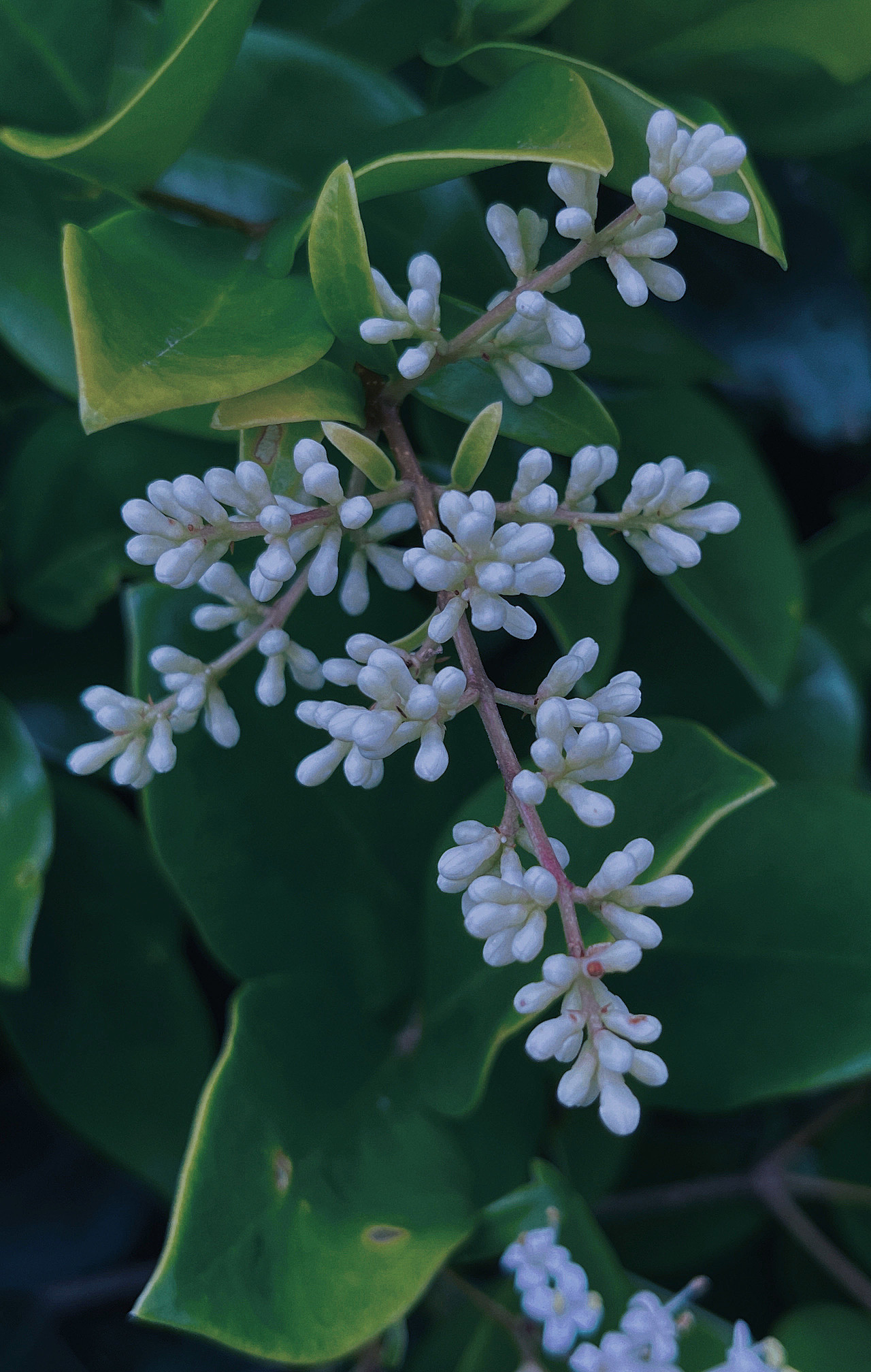 深邃的绿色（图ZMzAyMjM5MzIw） - 其他摄影 - 站酷设计师麦迈提原创素材 - 站酷ZCOOL