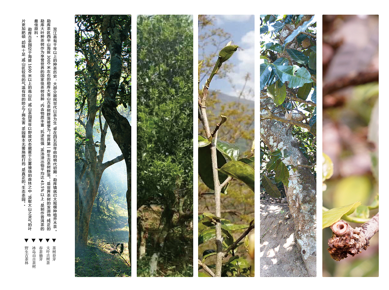 茶叶招商加盟手册