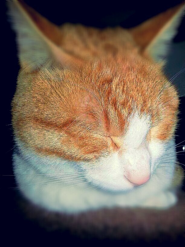 辛勤的猫奴一枚（图ZMjYxMDQxNTI=） - 其他 - 站酷设计师夏尛寞滴原创素材 - 站酷ZCOOL
