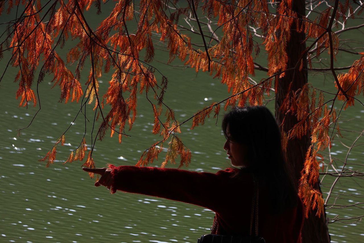 华南植物园落羽杉