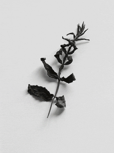 Dancing Leaves (GIF)（图ZNzU5NzA5Mg==） - 产品摄影 - 站酷设计师一粒渣渣原创素材 - 站酷ZCOOL