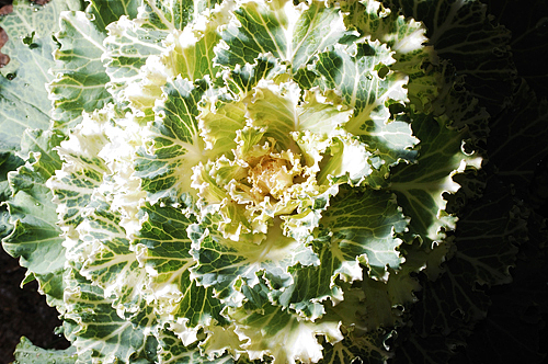 植物的扭曲力场