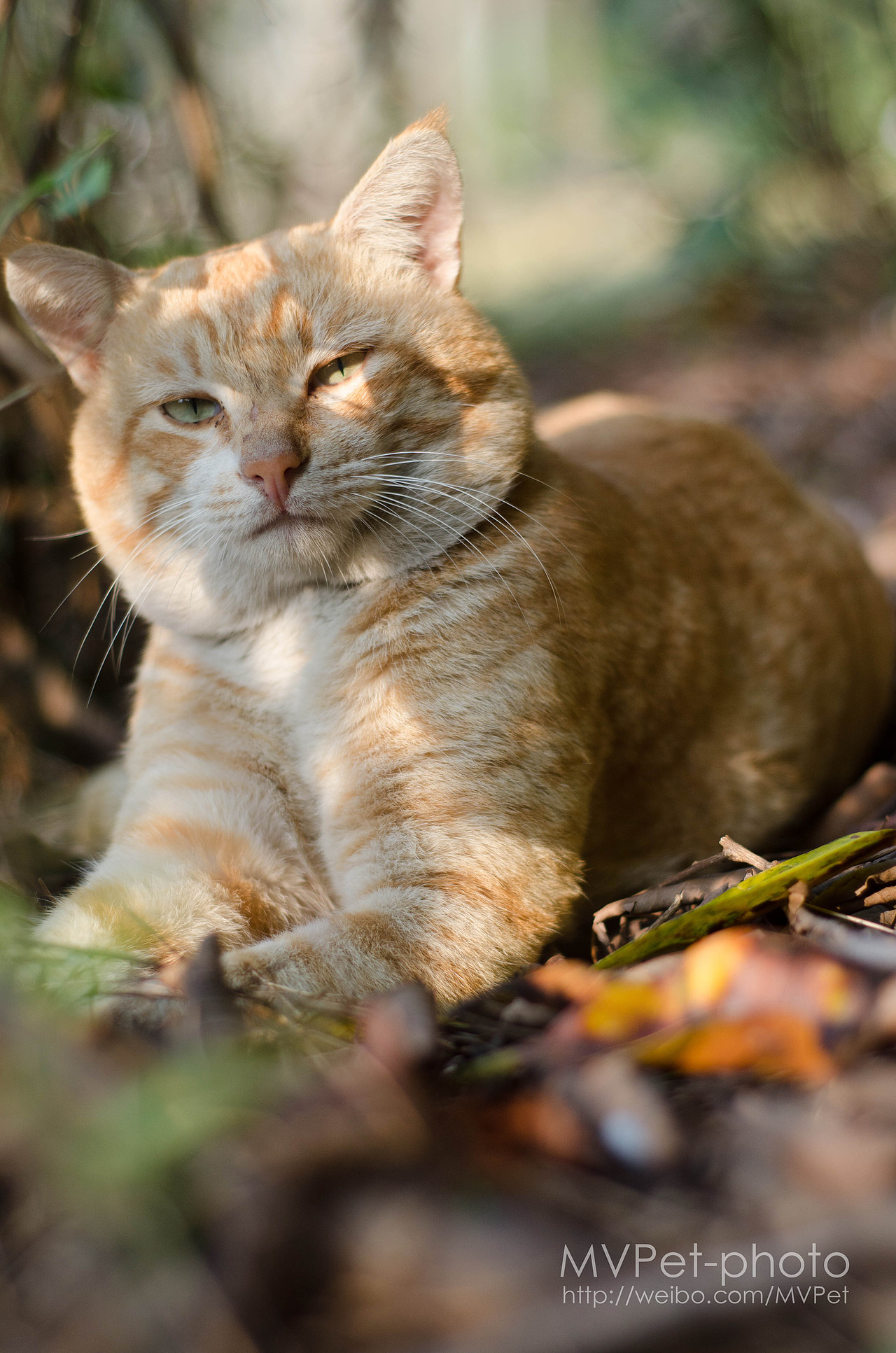 深圳发现“华南虎”--记一只流浪猫--MVPet深圳宠物摄影
