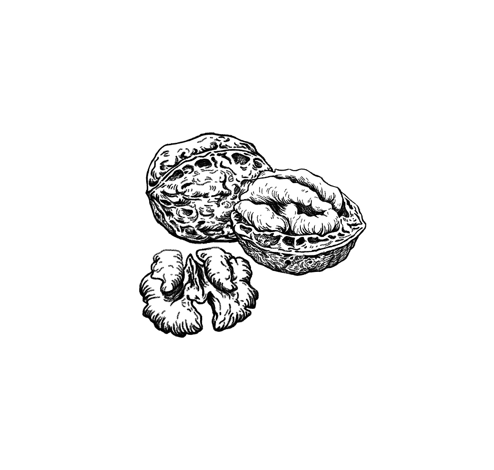 久健 -- 坚果素描系列