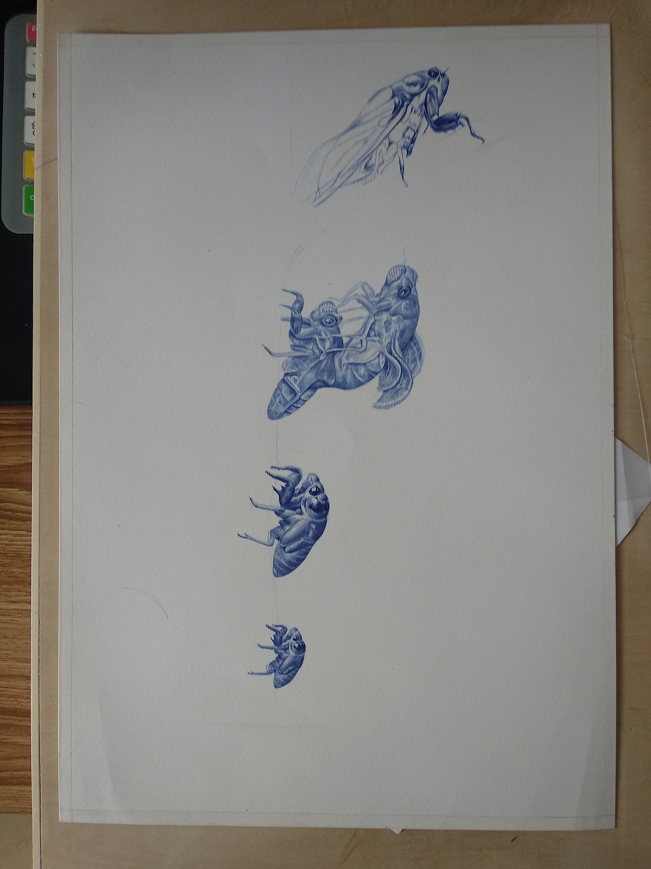 圆珠笔画——《蝉》