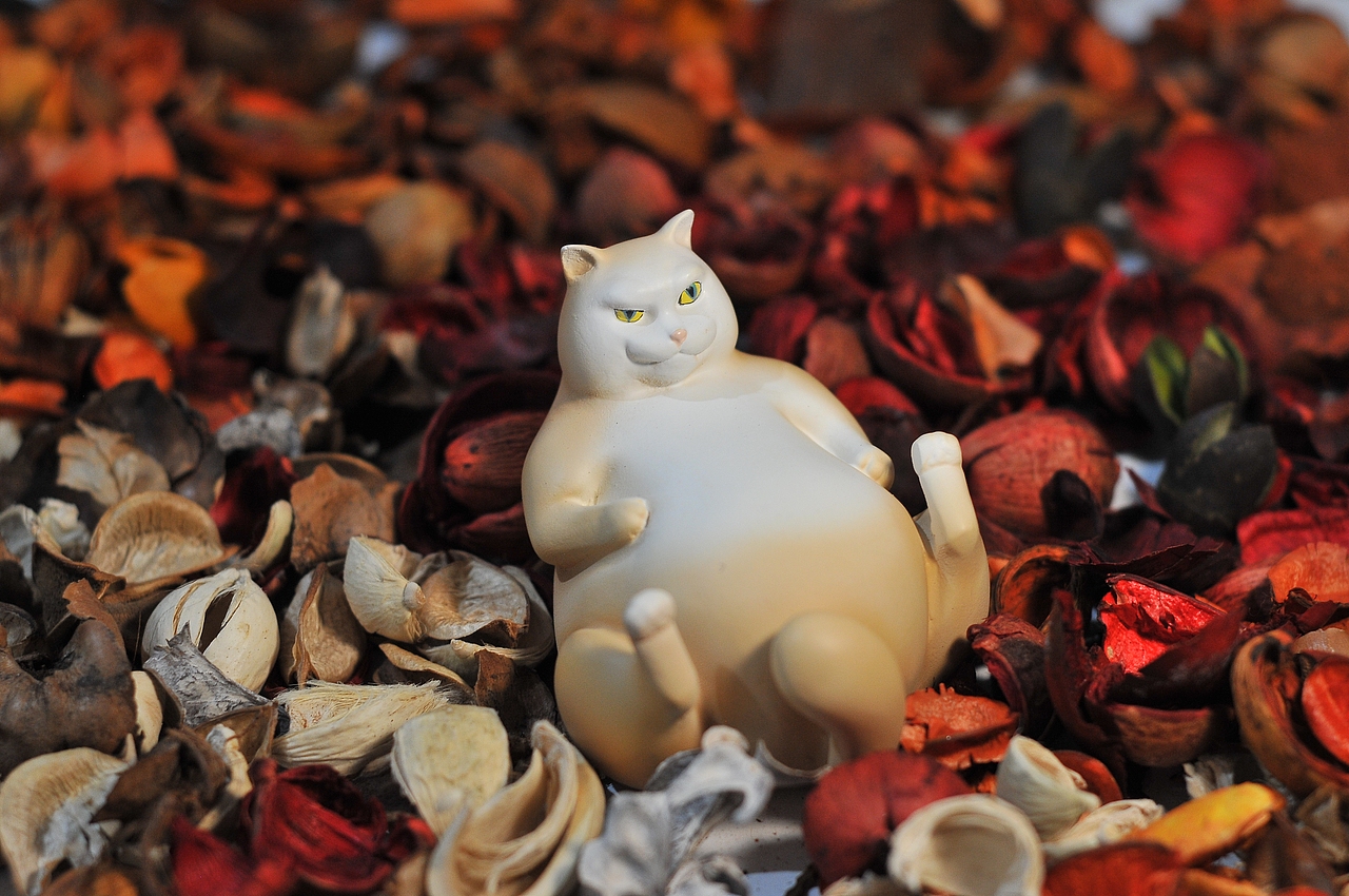 寂寞萌宠罐子 猫