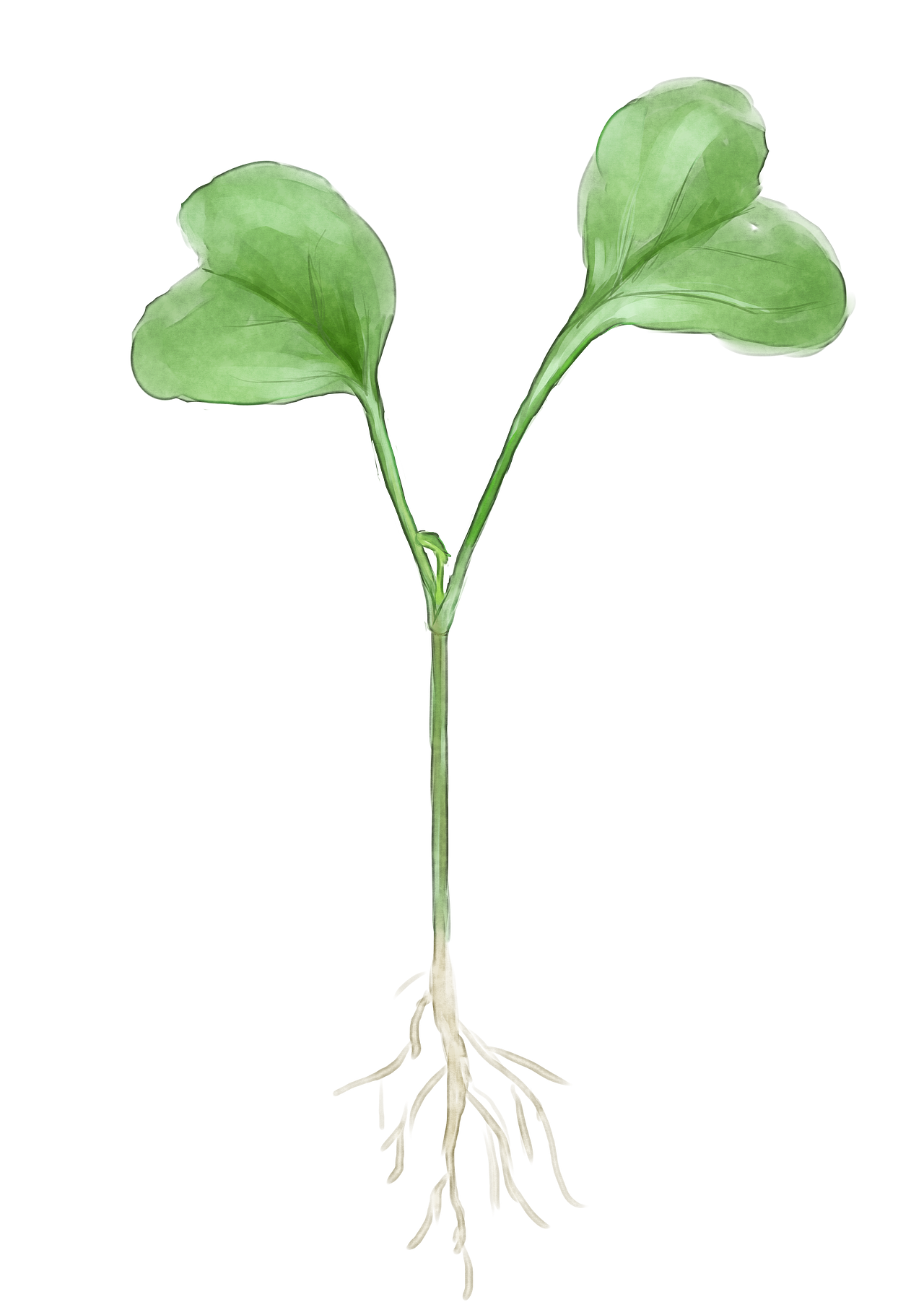 客逢本草 水彩中草药