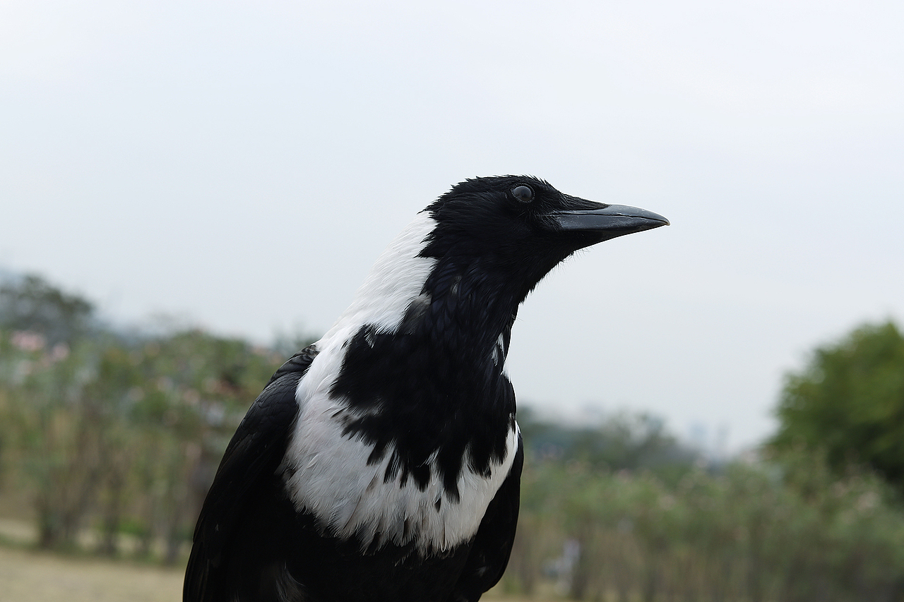 周末没事去白云湖玩下摄影