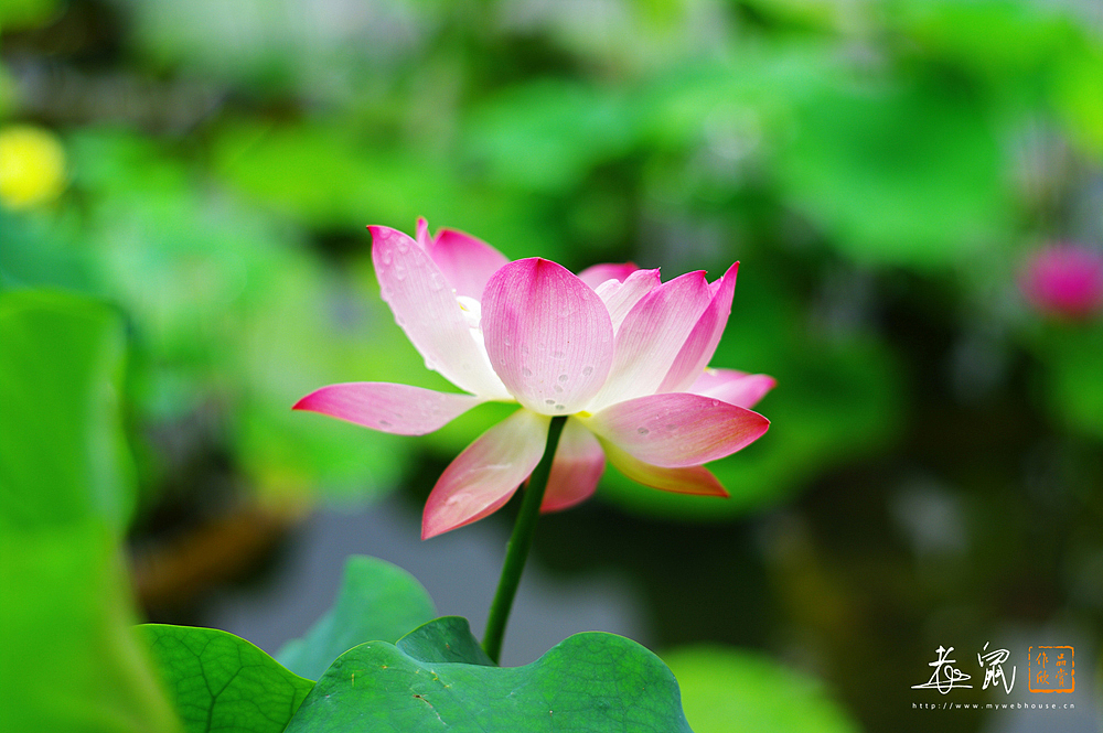 杭州荷花记（图ZNjE3Mjg5Ng==） - 风光摄影 - 站酷设计师老鼠_dcy原创素材 - 站酷ZCOOL