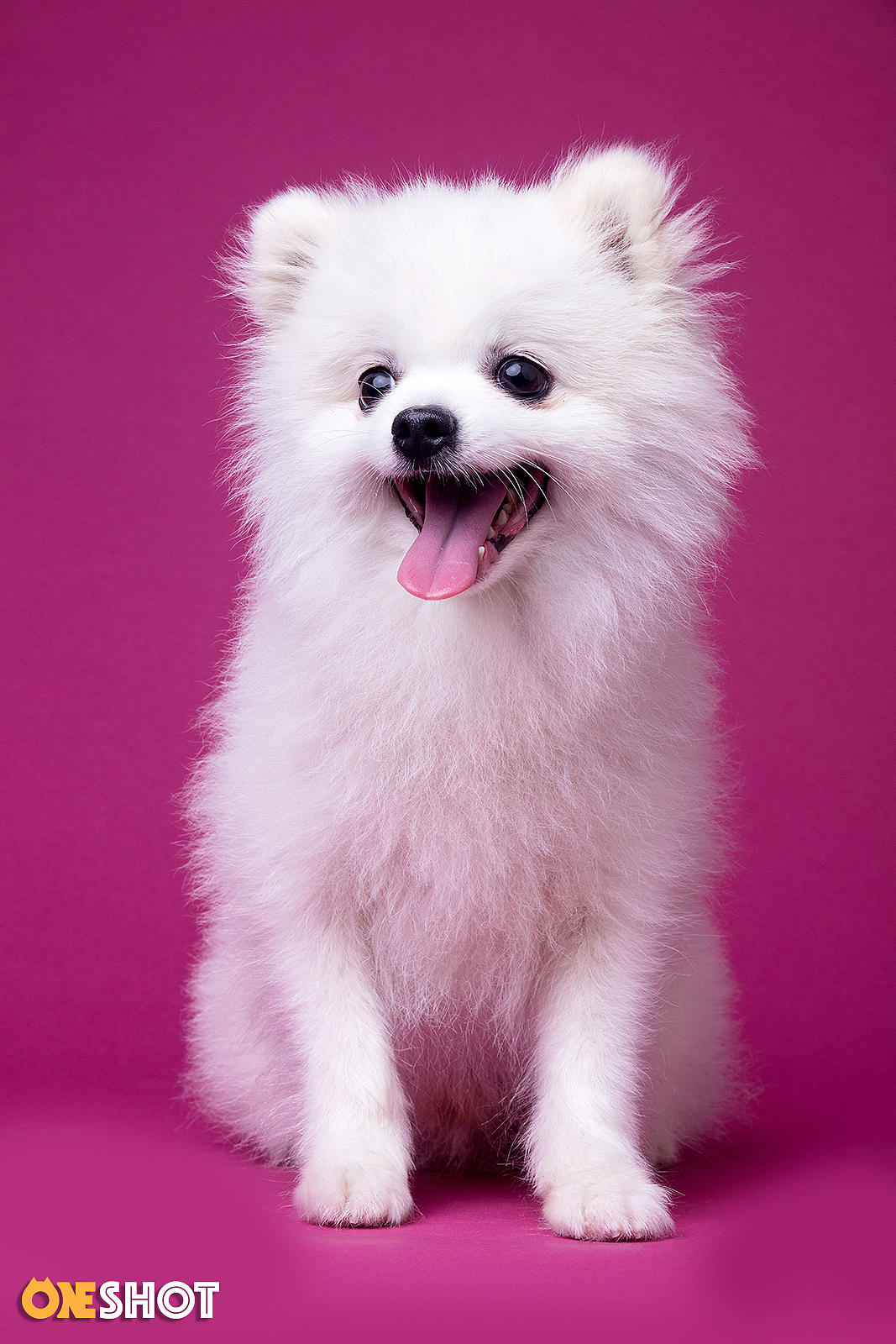 一些宠物棚拍肖像