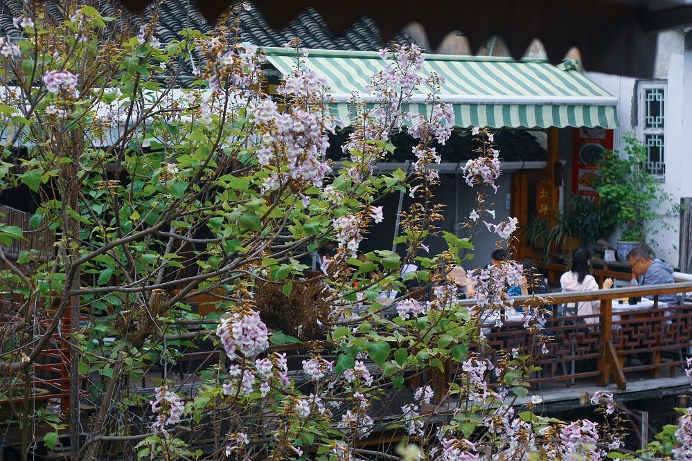 上海·朱家角·春