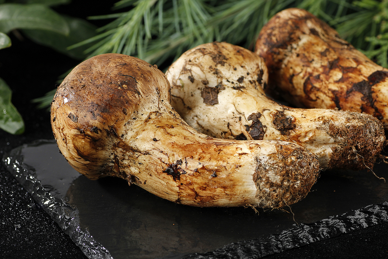 松茸丨淘宝产品拍摄丨"菌中之王"