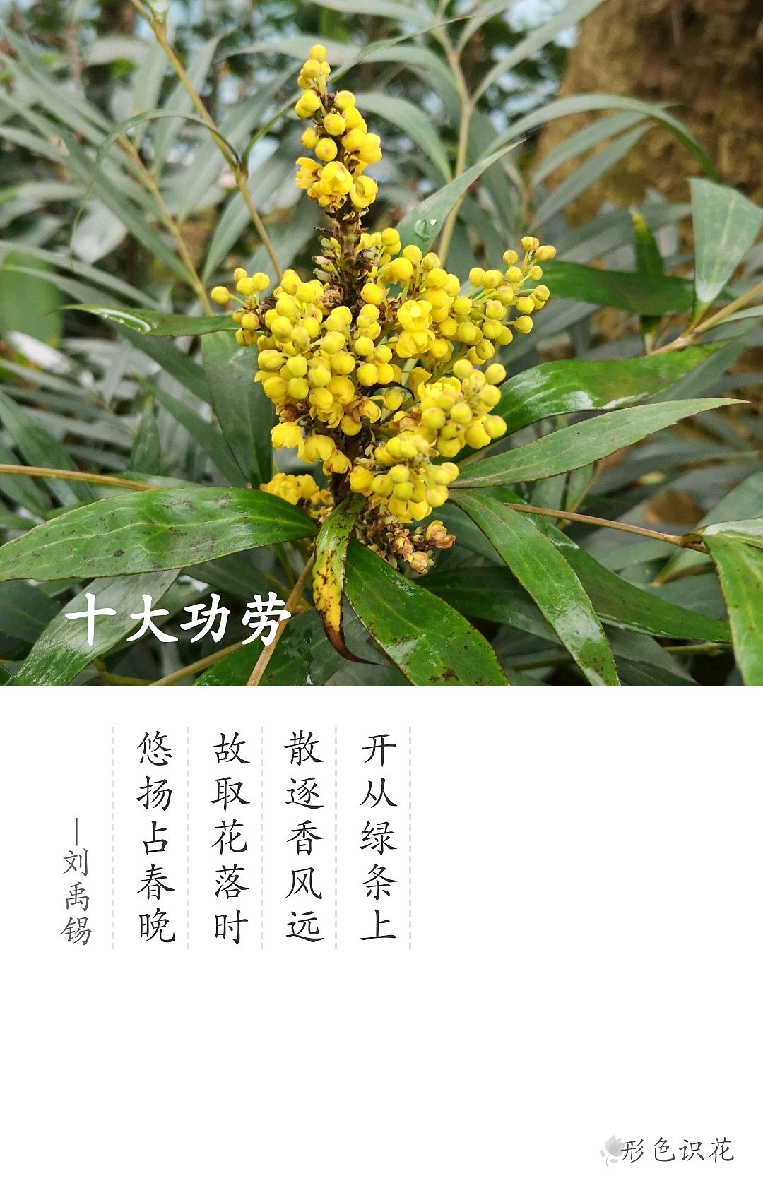 绿植花型一览