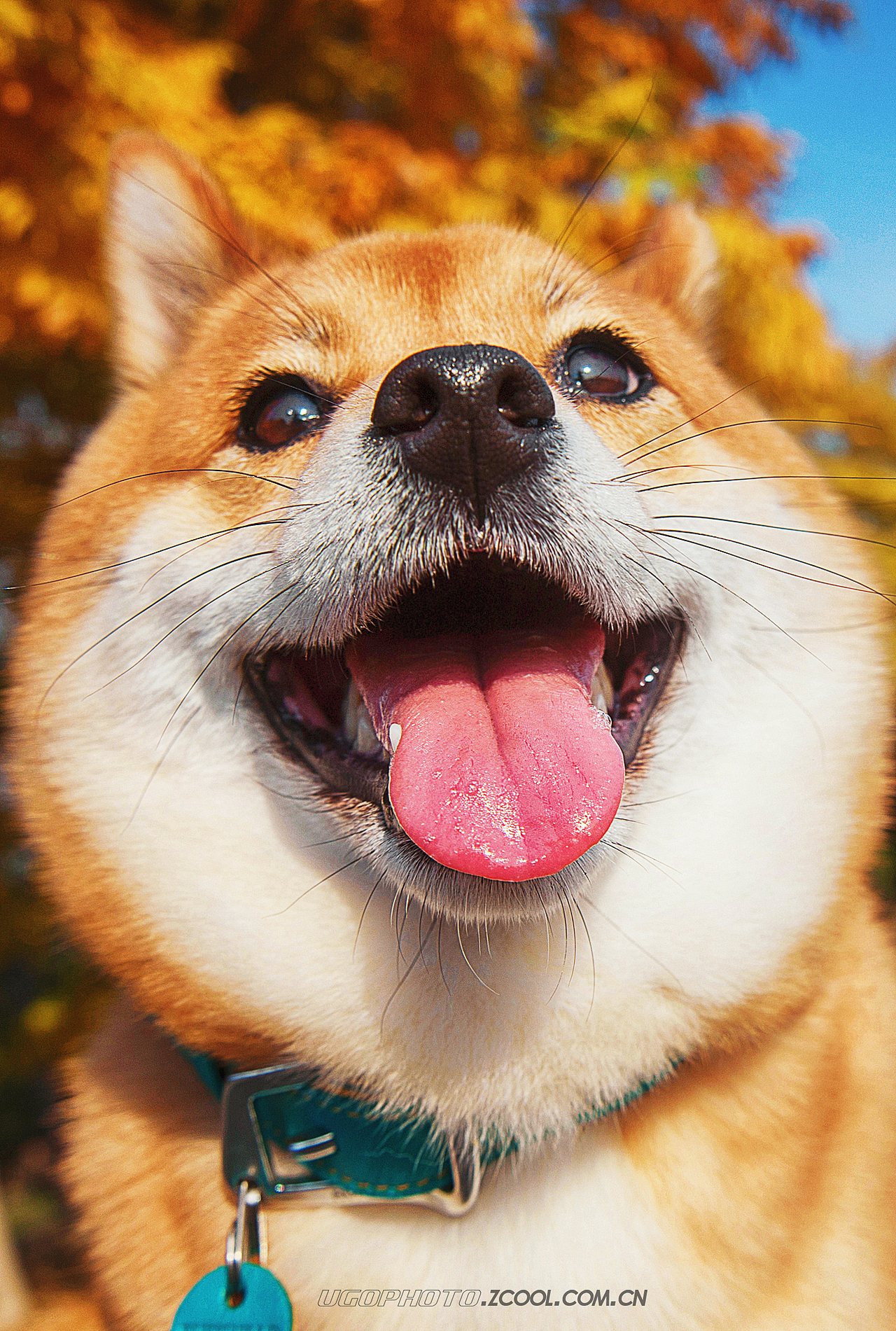 real smile笑的渐进式【动物摄影师何某某个人作品25】