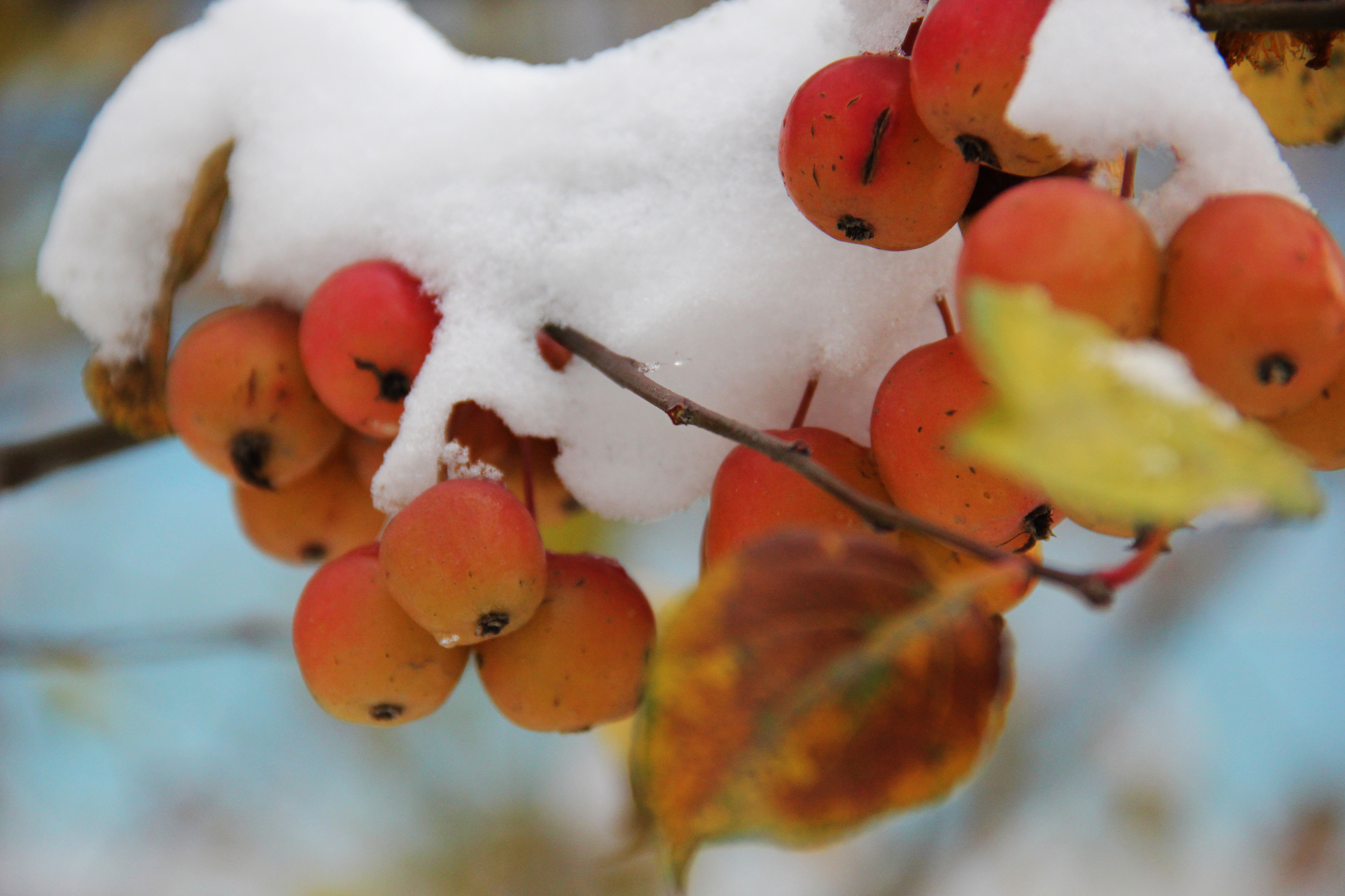 《 雪中海棠 》