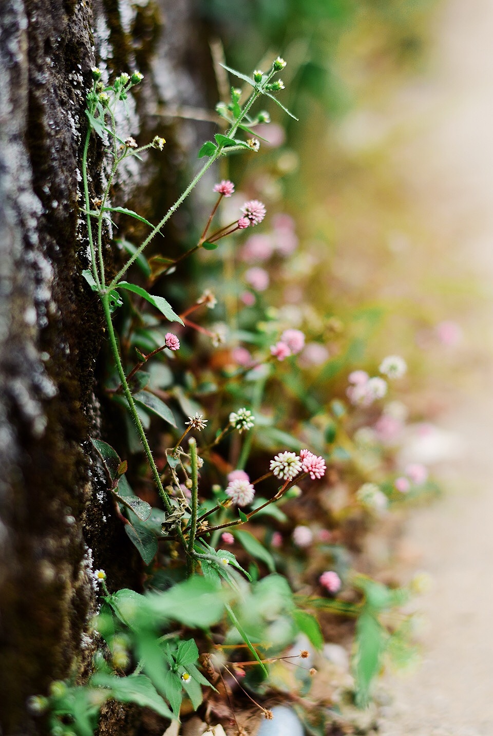 路边的小花小草