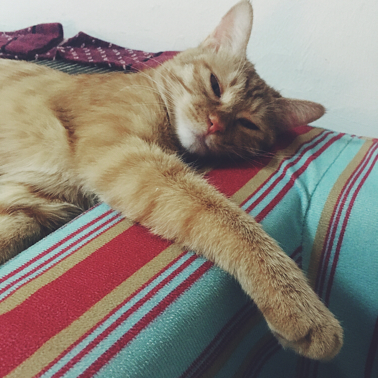 菜刀眼黄豆芽的日常（图ZODEwMzcxODQ=） - 宠物摄影 - 站酷设计师violasean原创素材 - 站酷ZCOOL