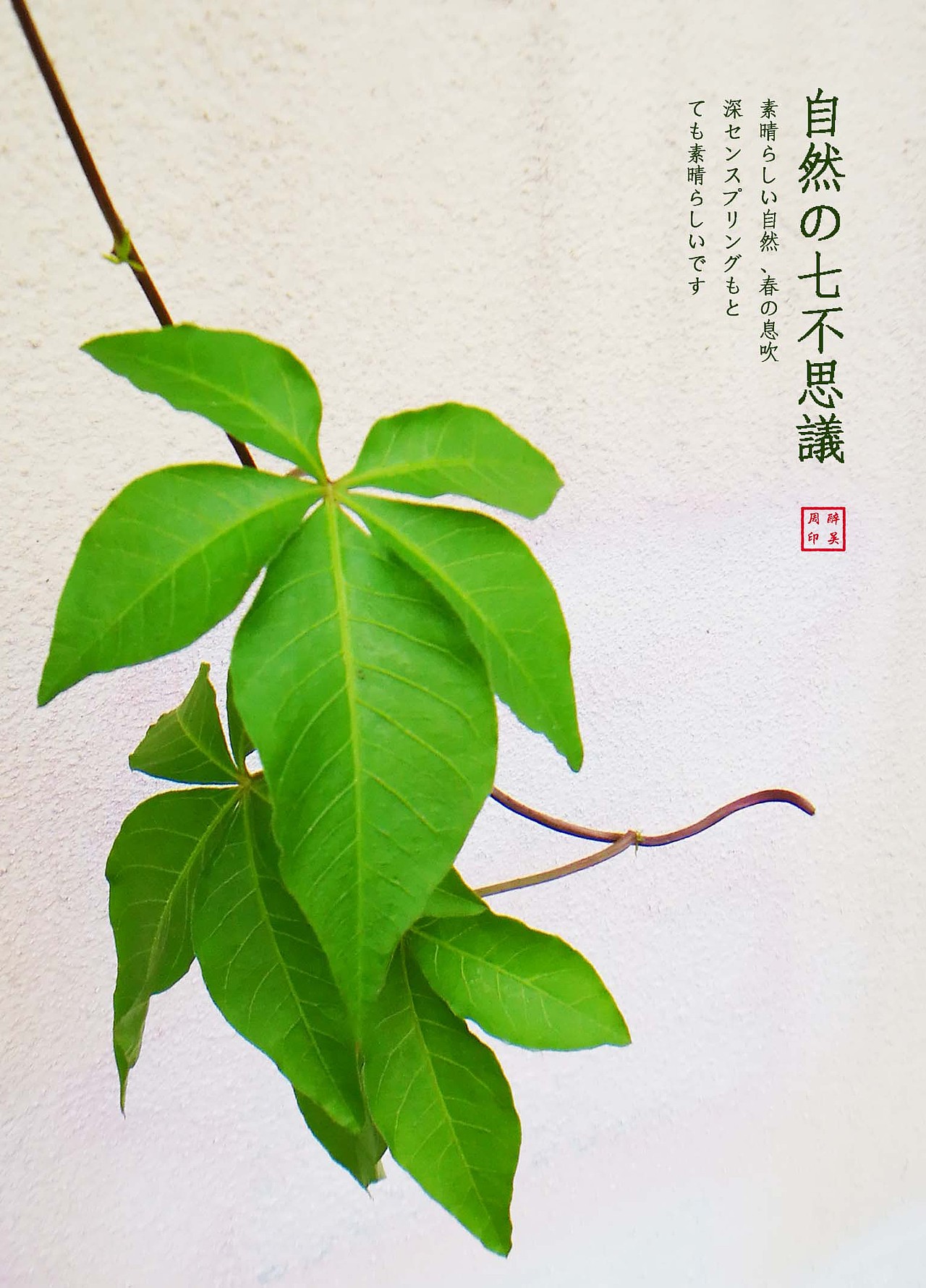 爱摄影爱生活【华为P9拍皂大体验】四月集（图ZNzU2NjgyMjA=） - 人文/纪实摄影 - 站酷设计师醉墨吴周原创素材 - 站酷ZCOOL