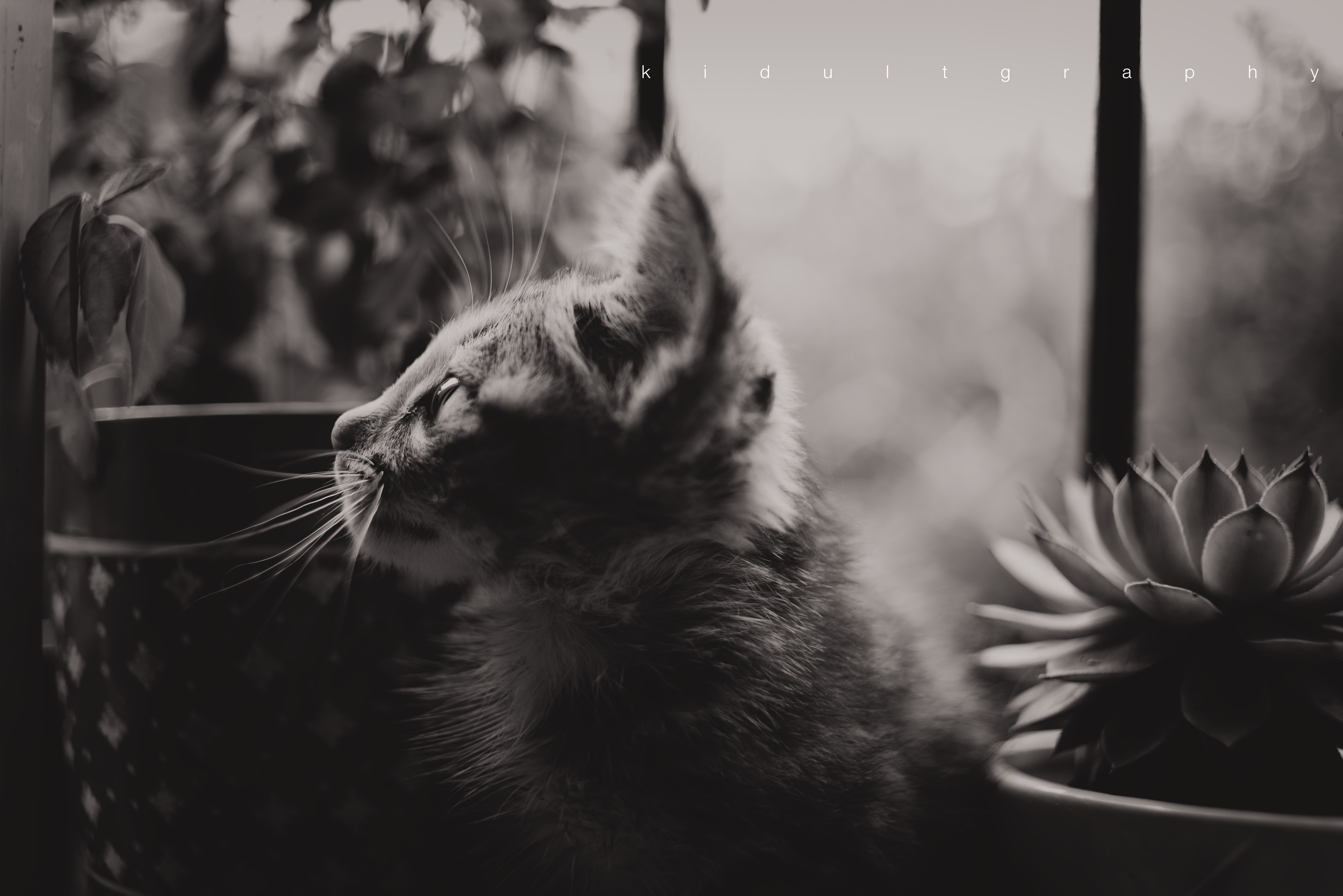 黑白|摄影|静物|graychou - 原创作品 - 站酷 (zcool)