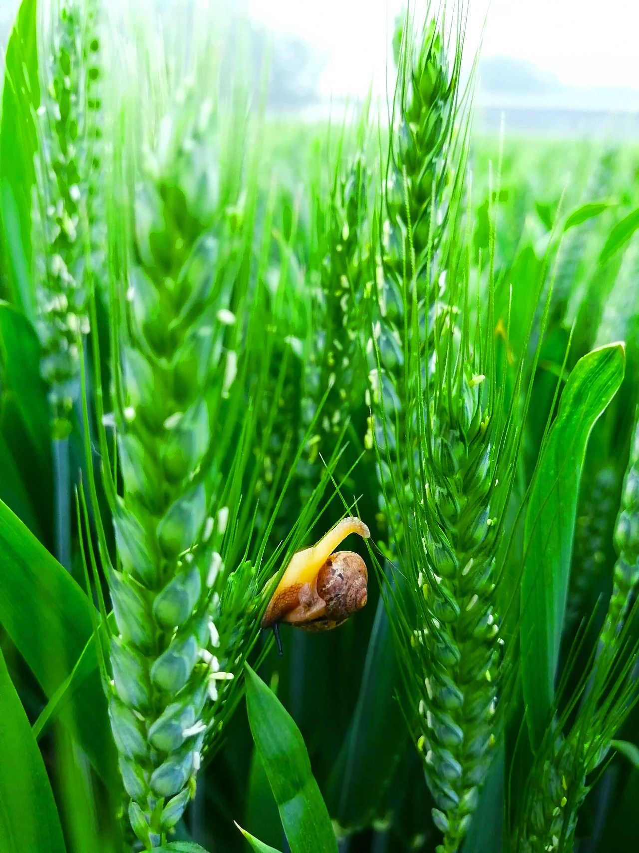 ~蜗牛~
行走的房子<br>~END~