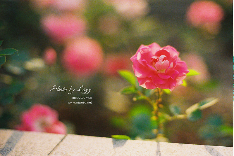 菲林《晨》 # layy的时光机 #