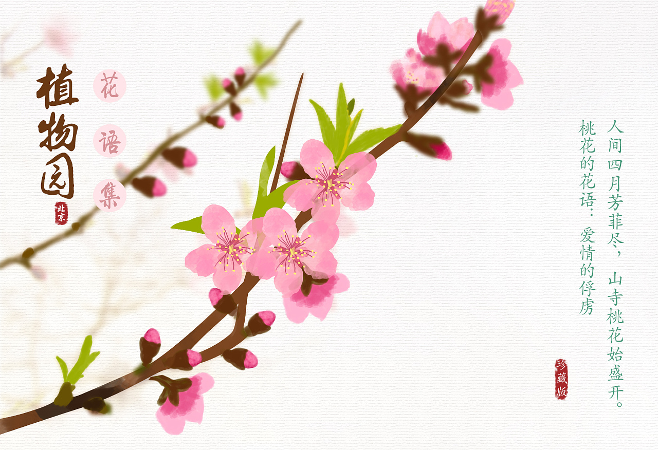 北京植物园文艺小清新手绘花朵明信片一套8张