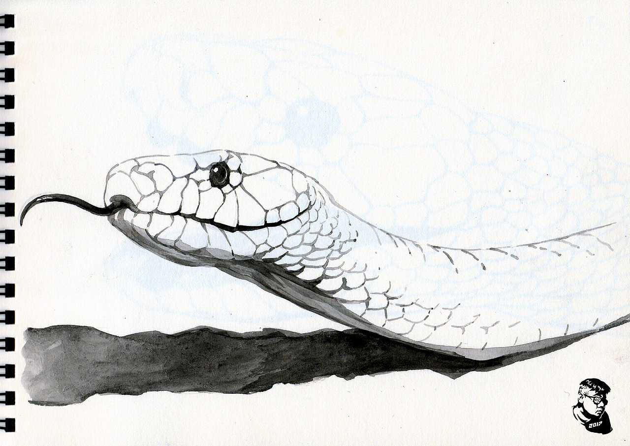 世界上最毒的蛇