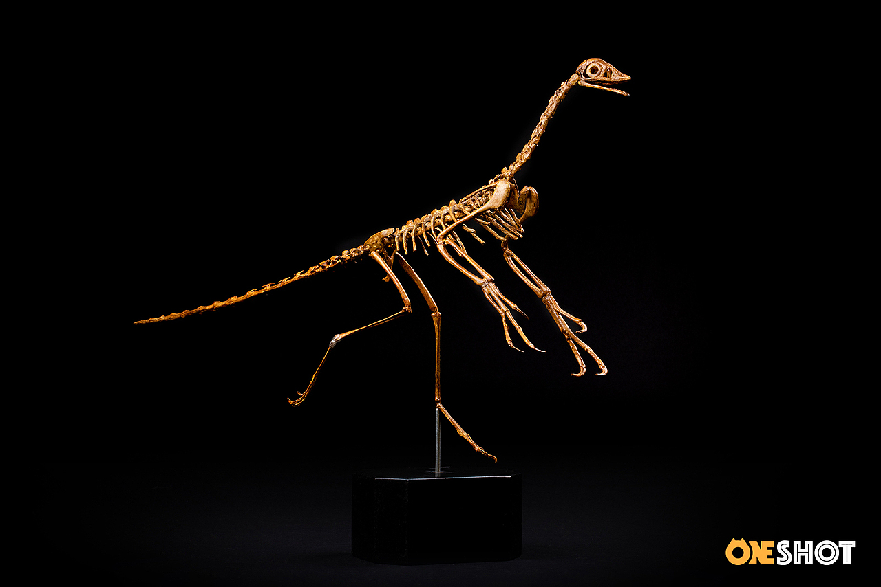 一些化石和矿石（图ZMTM4NTYyOTIw） - 产品摄影 - 站酷设计师WildKay原创素材 - 站酷ZCOOL