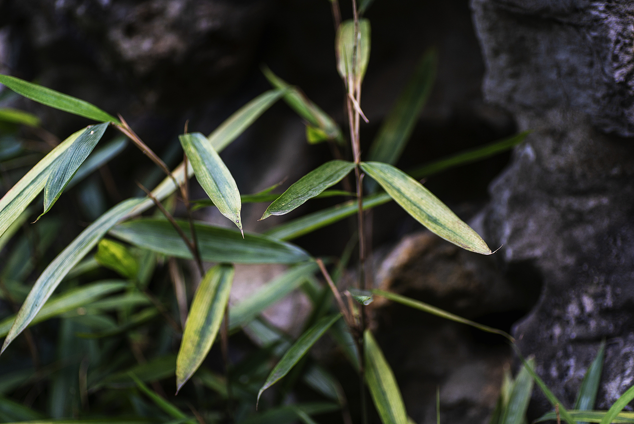 游狮子林记（图ZMTgwNzg0NTA0） - 风光摄影 - 站酷设计师ROCKYVISION18原创素材 - 站酷ZCOOL