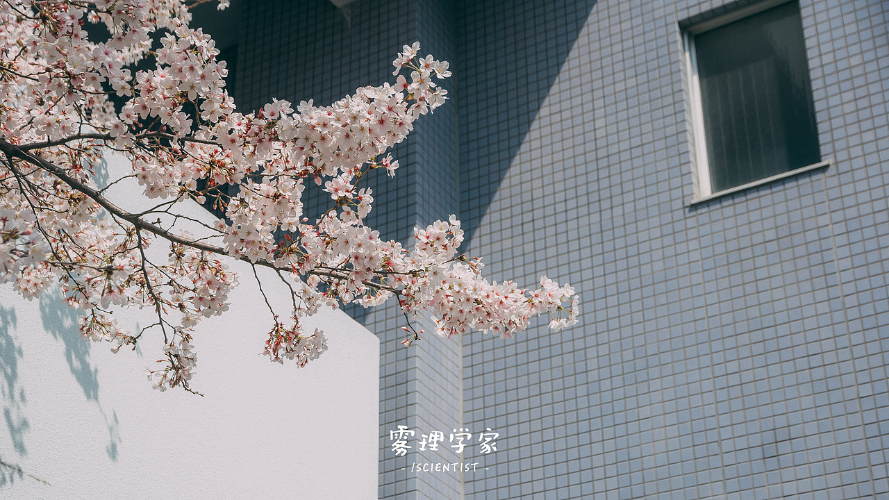 涉谷八公 | Photo | 雾里学家scientis | 3