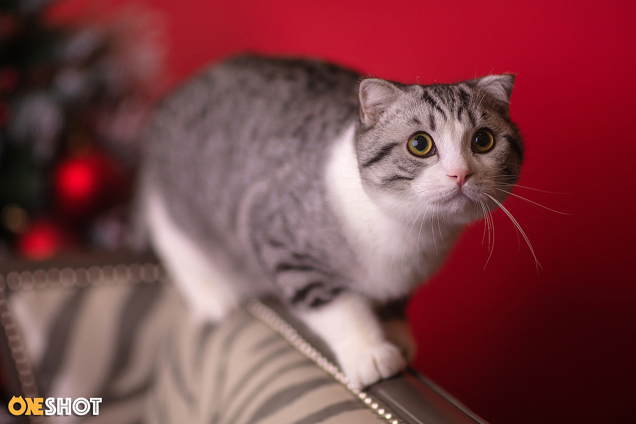 叮咚,您的圣诞礼物到货啦