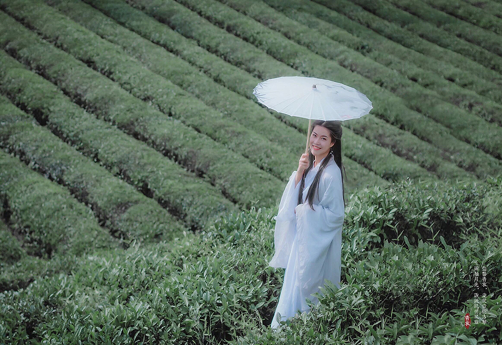 茶园古风